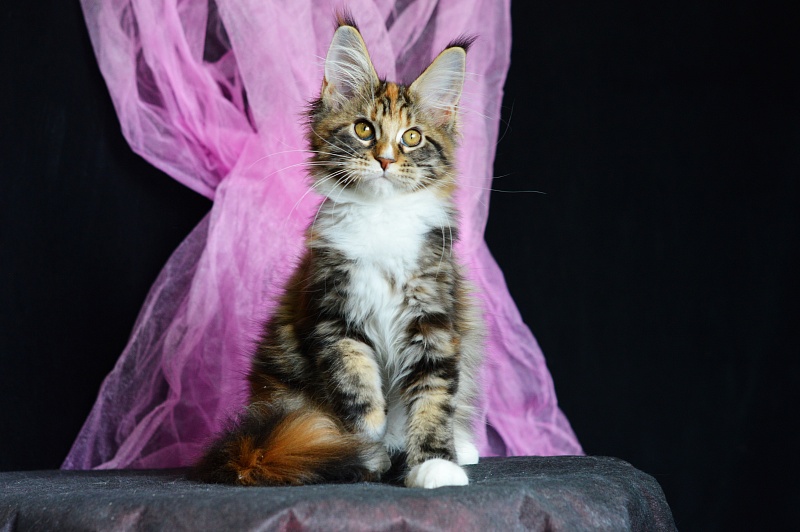 Olivia Akbars - Kitten maine-coon 3 months 2 weeks