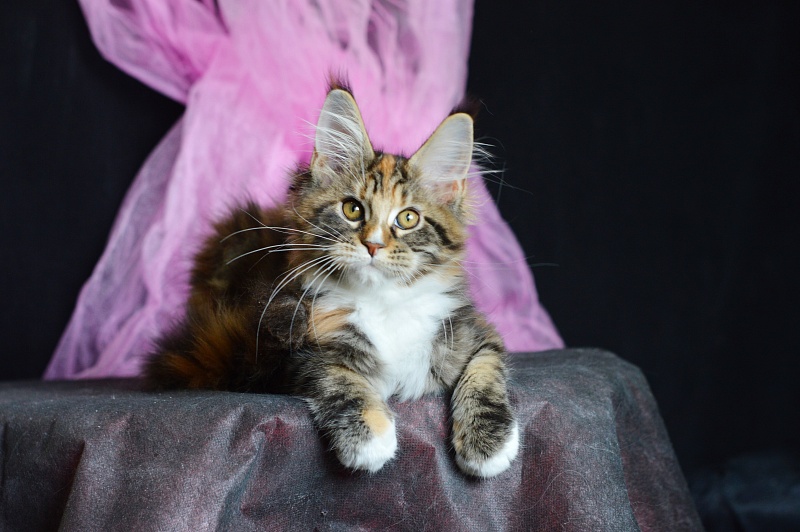 Olivia Akbars - Kitten maine-coon 3 months 2 weeks