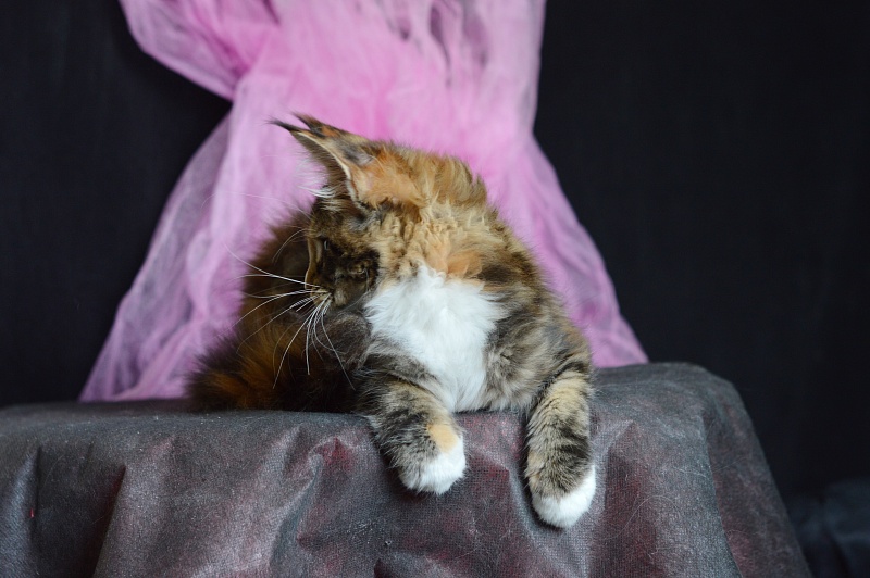 Olivia Akbars - Kitten maine-coon 3 months 2 weeks