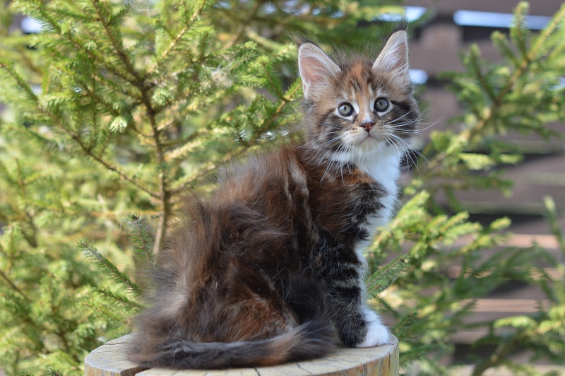 Olivia Akbars - Kitten maine-coon 1 month 4 weeks
