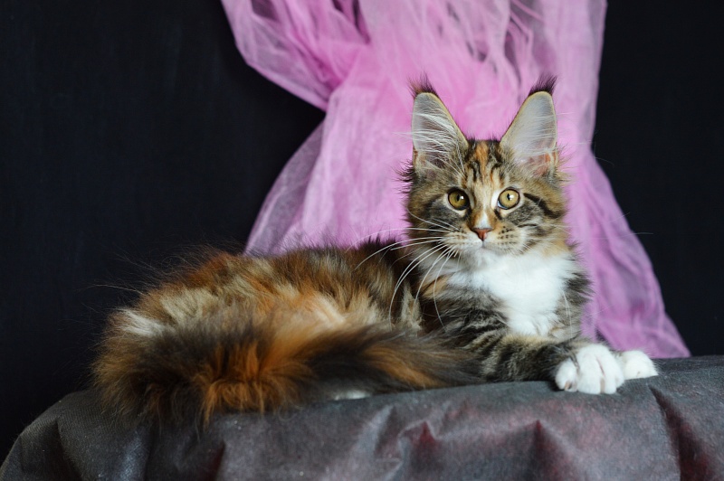 Olivia Akbars - Kitten maine-coon 3 months 2 weeks