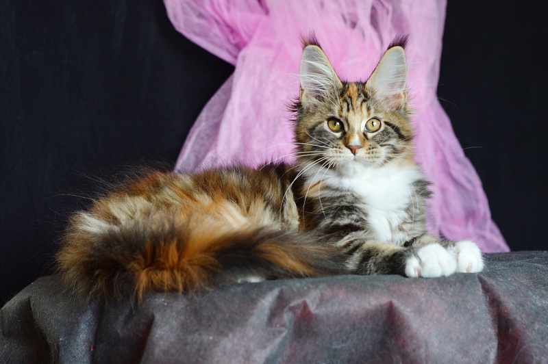 Olivia Akbars - Kitten maine-coon 3 months 2 weeks