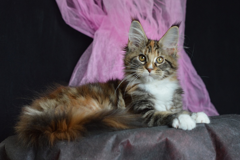 Olivia Akbars - Kitten maine-coon 3 months 2 weeks
