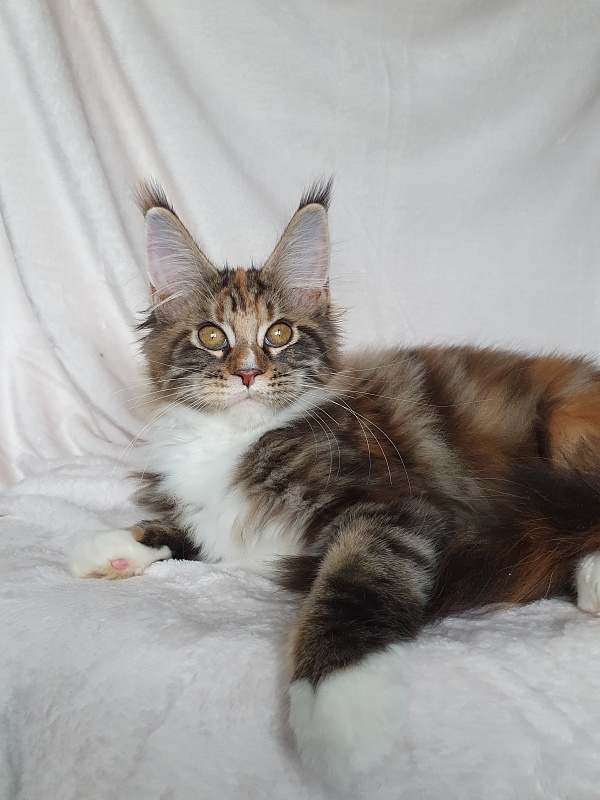 Olivia Akbars - Kitten maine-coon 3 months 3 weeks