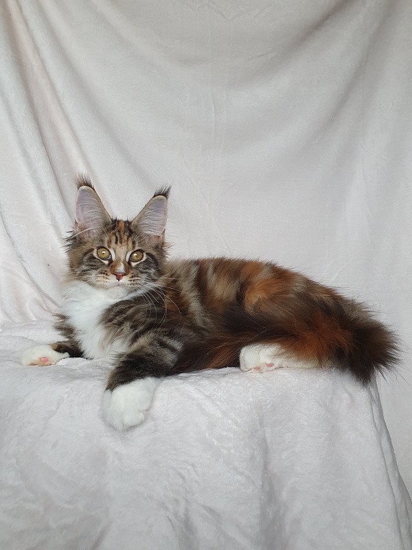 Olivia Akbars - Kitten maine-coon 3 months 3 weeks