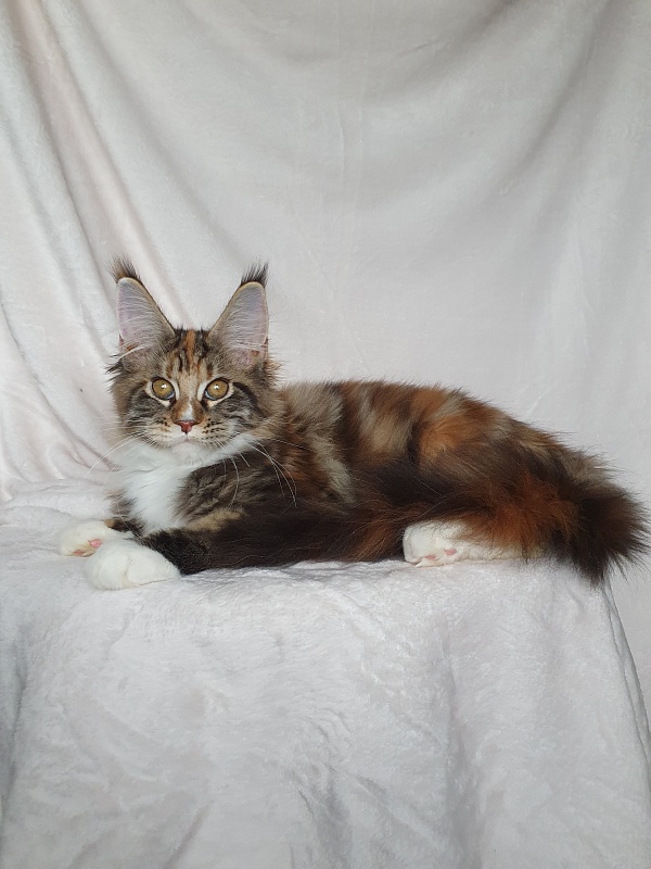Olivia Akbars - Kitten maine-coon 3 months 3 weeks