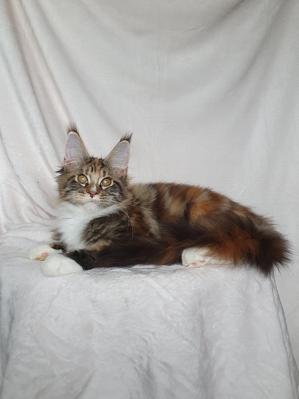 Olivia Akbars - Kitten maine-coon 3 months 3 weeks