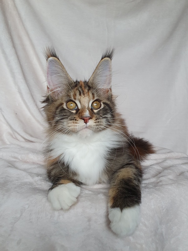 Olivia Akbars - Kitten maine-coon 3 months 3 weeks