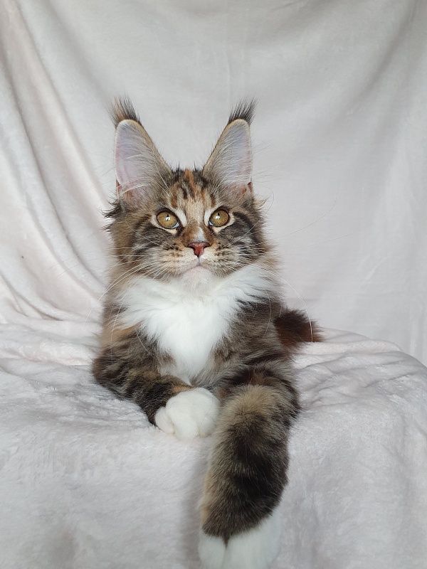 Olivia Akbars - Kitten maine-coon 3 months 3 weeks