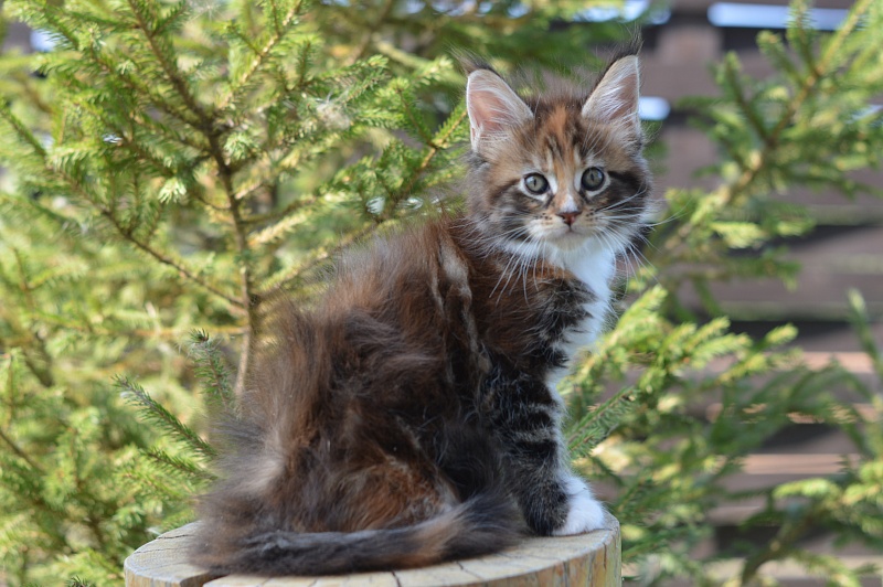 Olivia Akbars - Kitten maine-coon 1 month 4 weeks