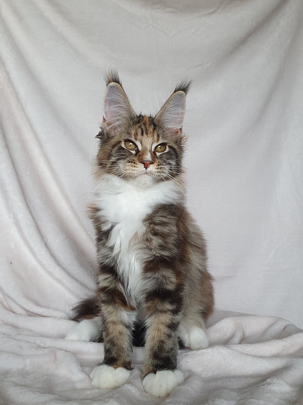 Olivia Akbars - Kitten maine-coon 3 months 3 weeks