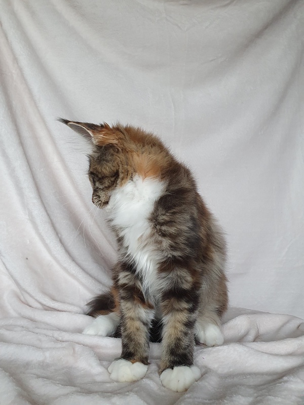 Olivia Akbars - Kitten maine-coon 3 months 3 weeks