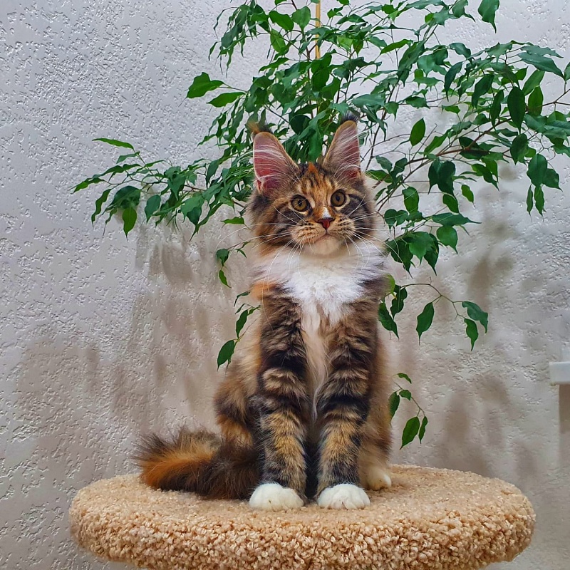 Olivia Akbars - Kitten maine-coon 4 months 0.5 weeks
