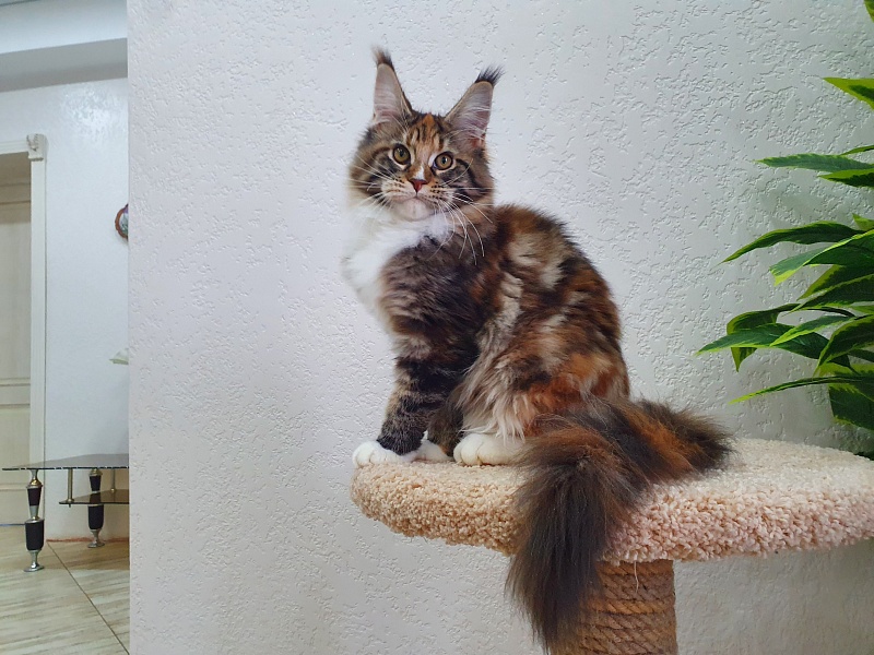 Olivia Akbars - Kitten maine-coon 5 months