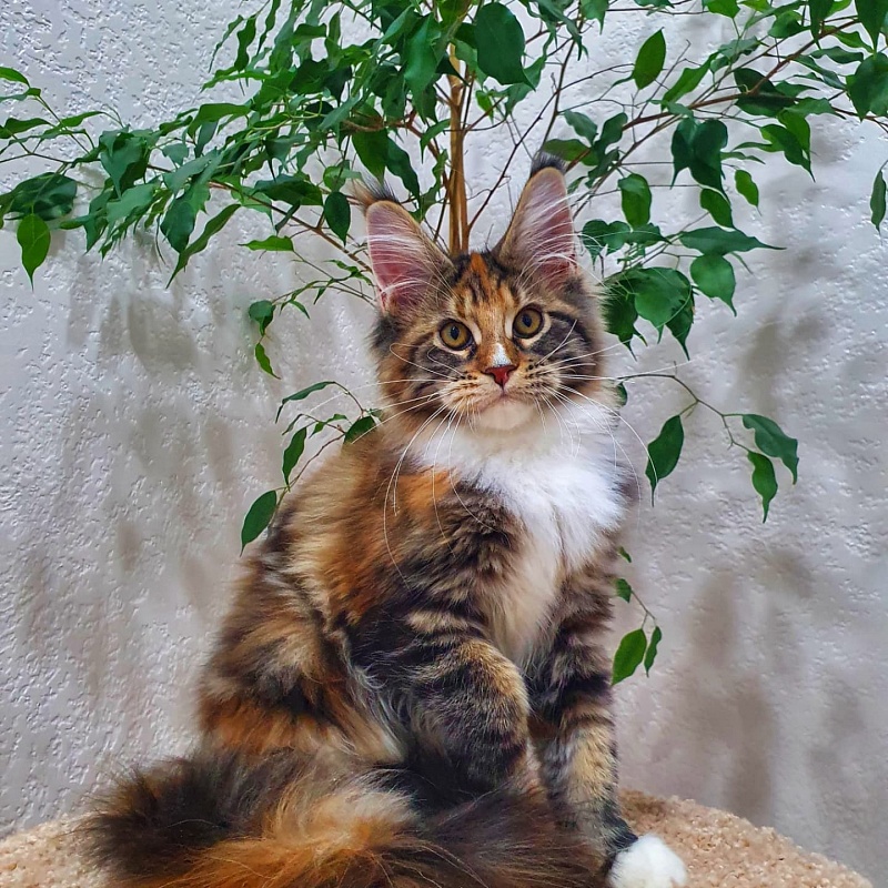 Olivia Akbars - Kitten maine-coon 4 months 0.5 weeks