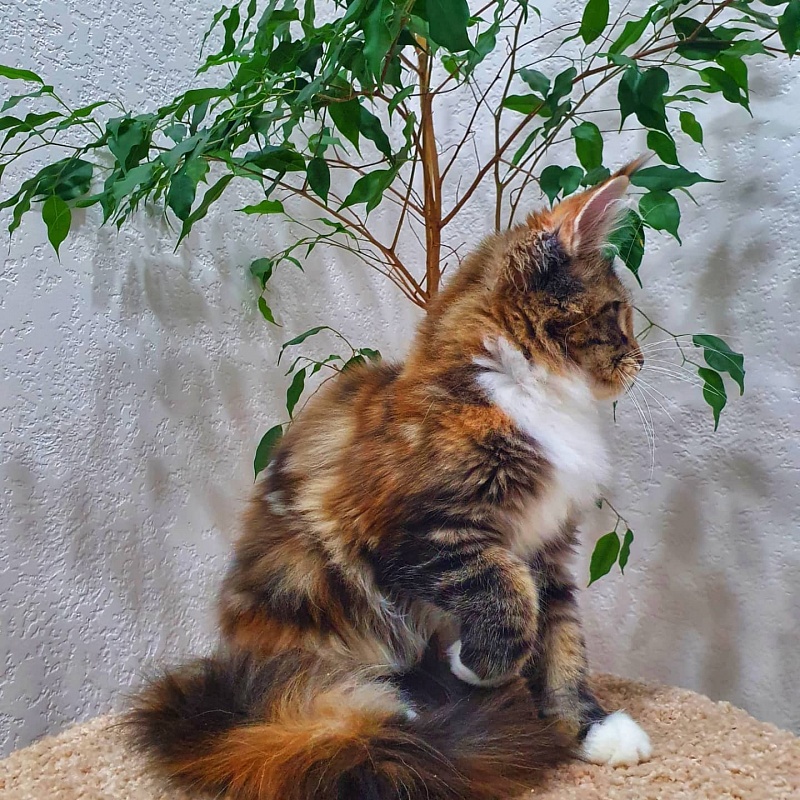 Olivia Akbars - Kitten maine-coon 4 months 0.5 weeks