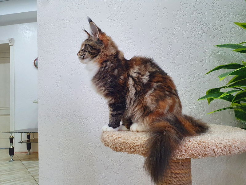 Olivia Akbars - Kitten maine-coon 5 months