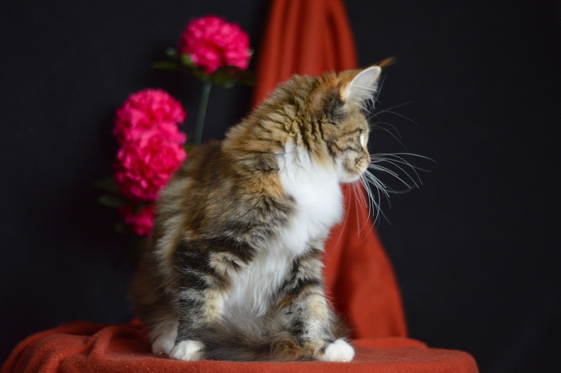 Olivia Akbars - Kitten maine-coon 4 months 1.5 week