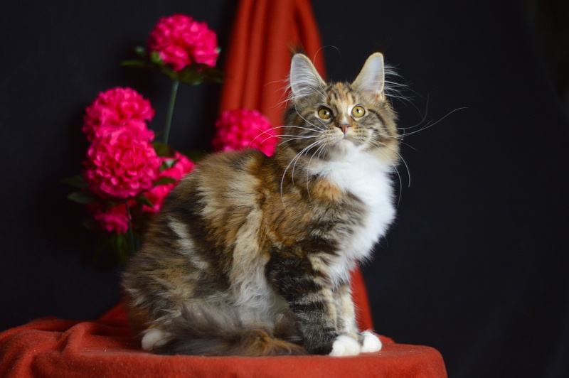 Olivia Akbars - Kitten maine-coon 4 months 1.5 week