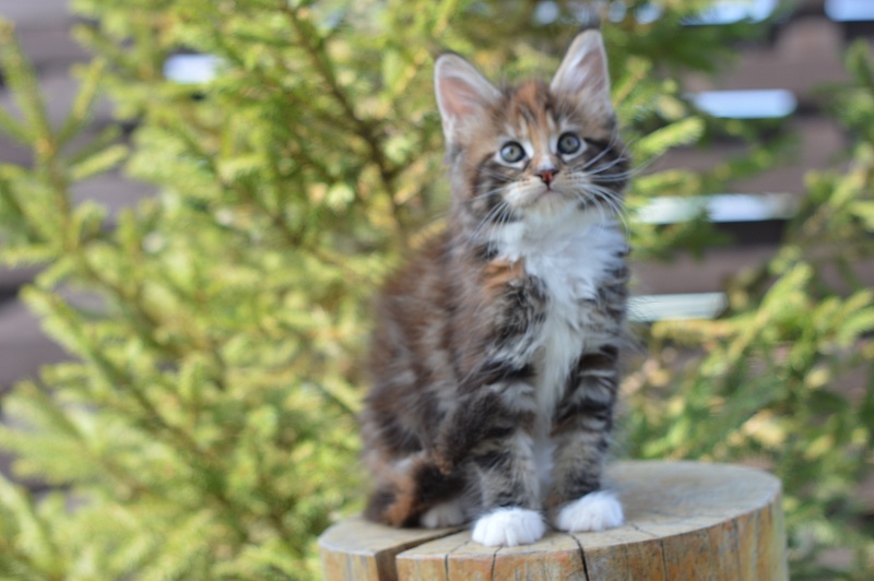 Olivia Akbars - Kitten maine-coon 1 month 4 weeks