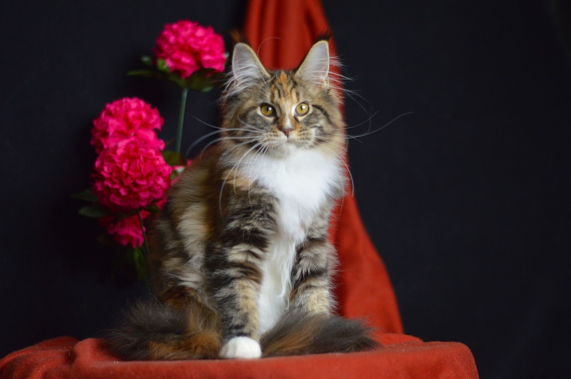 Olivia Akbars - Kitten maine-coon 4 months 1.5 week