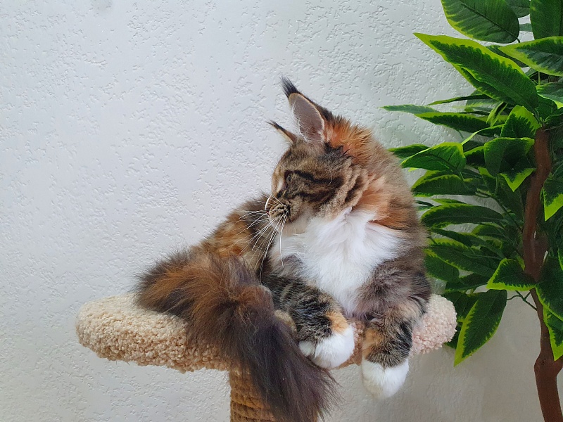Olivia Akbars - Kitten maine-coon 5 months