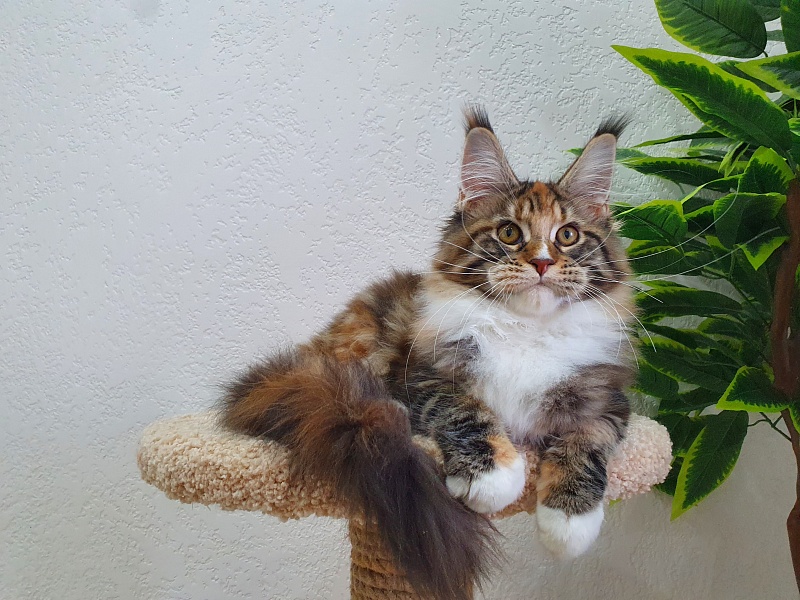 Olivia Akbars - Kitten maine-coon 5 months
