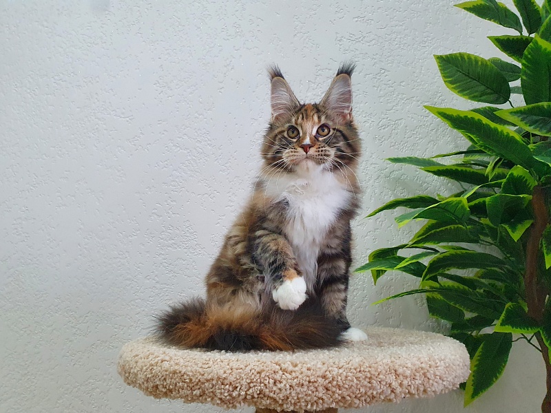 Olivia Akbars - Kitten maine-coon 5 months