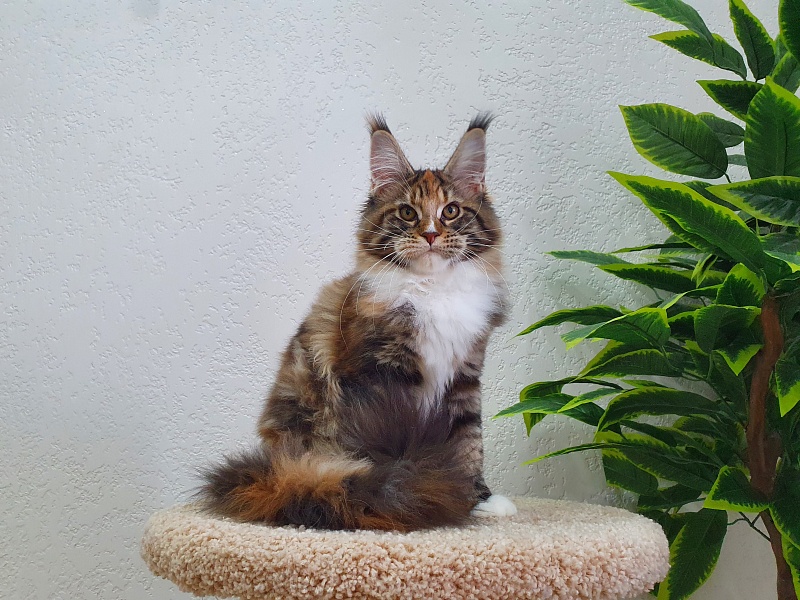 Olivia Akbars - Kitten maine-coon 5 months