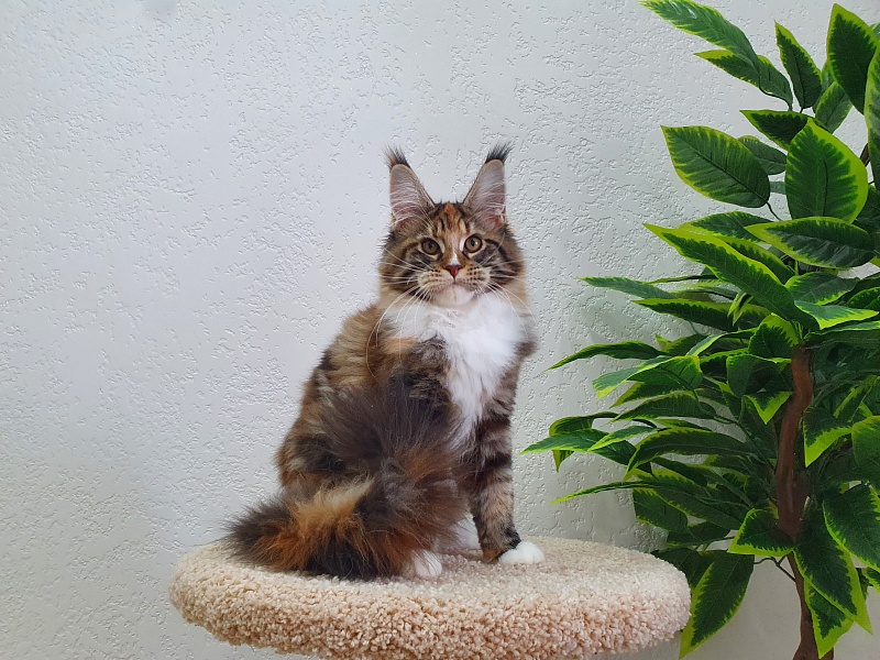 Olivia Akbars - Kitten maine-coon 5 months