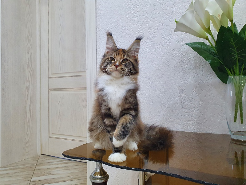 Olivia Akbars - Kitten maine-coon 5 months