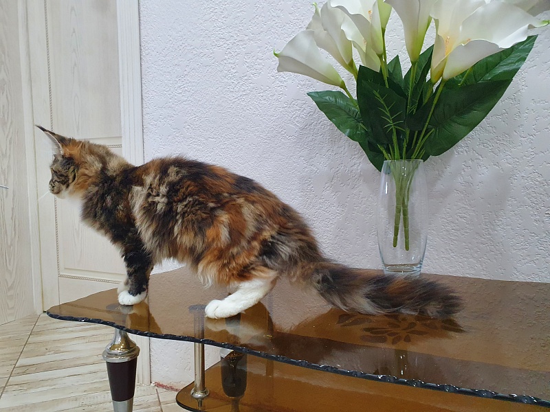 Olivia Akbars - Kitten maine-coon 5 months