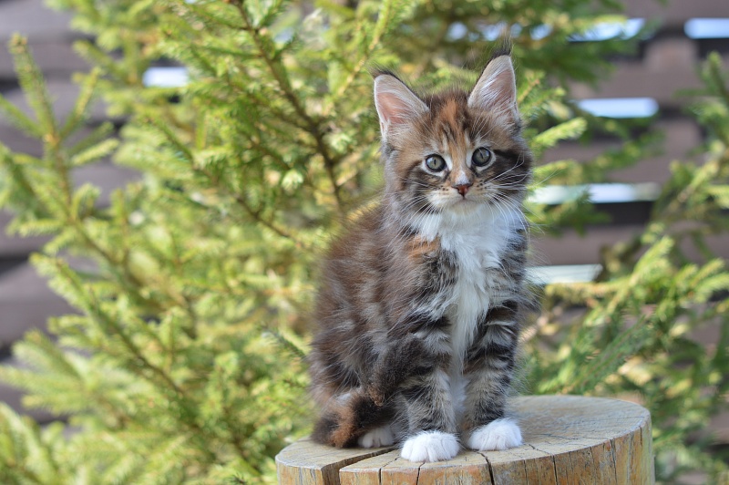 Olivia Akbars - Kitten maine-coon 1 month 4 weeks