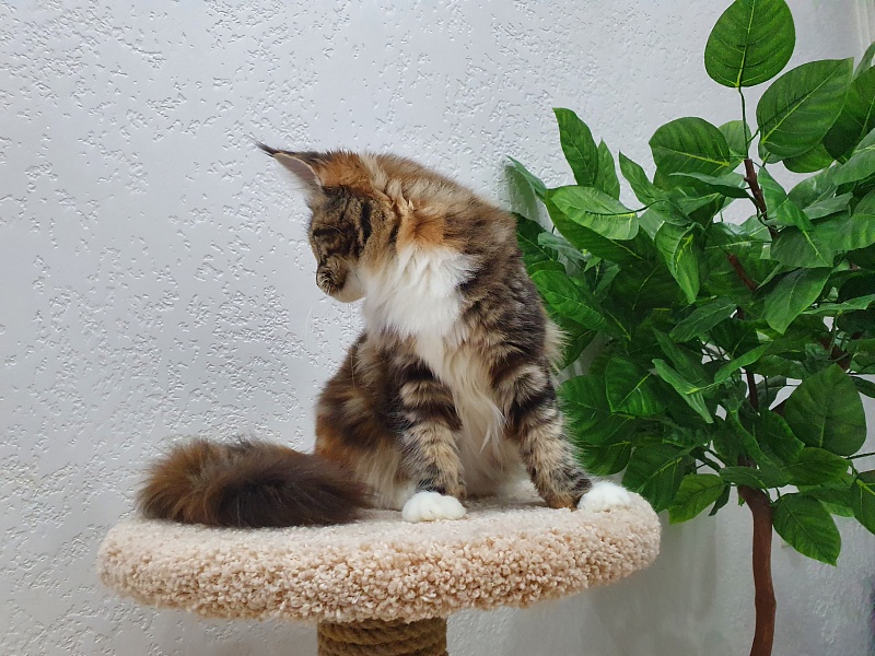 Olivia Akbars - Kitten maine-coon 5 months 2 weeks