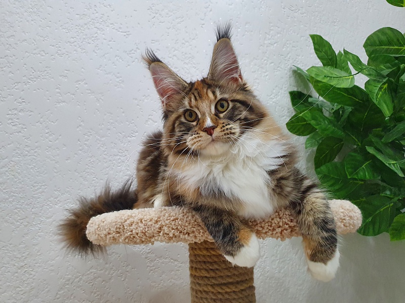 Olivia Akbars - Kitten maine-coon 5 months 2 weeks