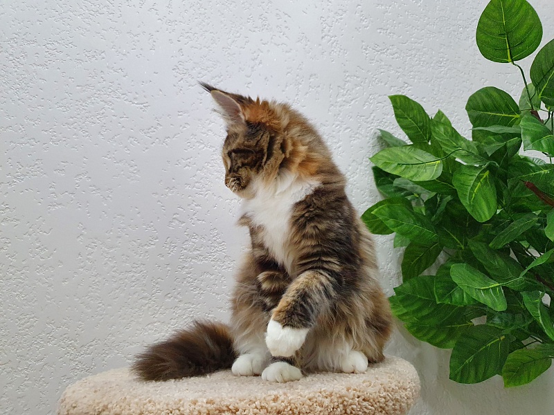 Olivia Akbars - Kitten maine-coon 5 months 2 weeks