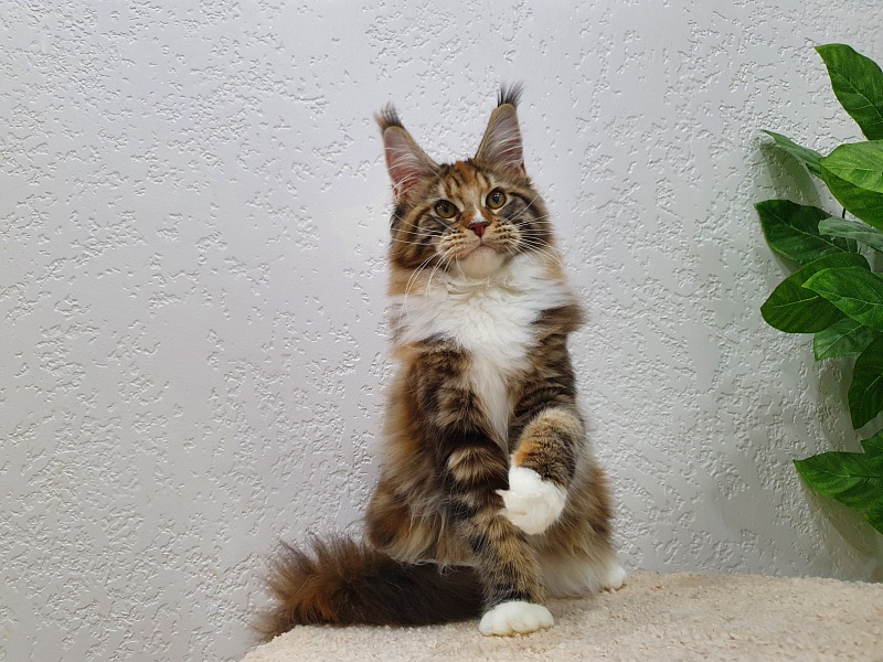 Olivia Akbars - Kitten maine-coon 5 months 2 weeks