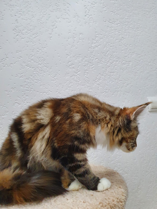 Olivia Akbars - Kitten maine-coon 5 months 2 weeks