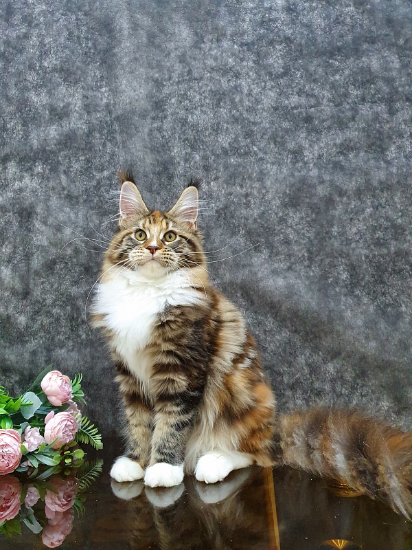 Olivia Akbars - Kitten maine-coon 5 months 2 weeks
