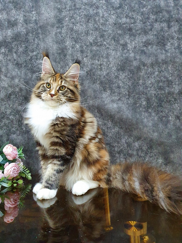 Olivia Akbars - Kitten maine-coon 5 months 2 weeks