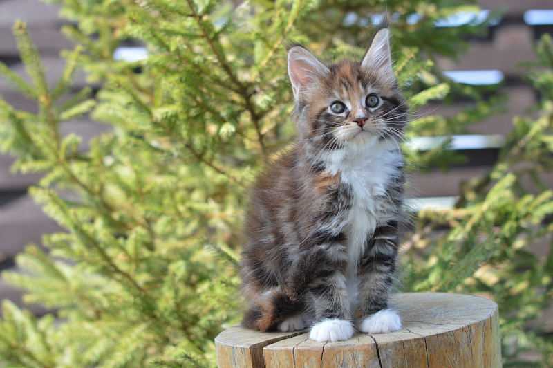 Olivia Akbars - Kitten maine-coon 1 month 4 weeks