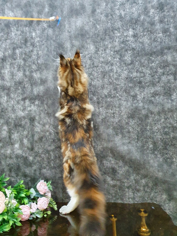 Olivia Akbars - Kitten maine-coon 5 months 2 weeks