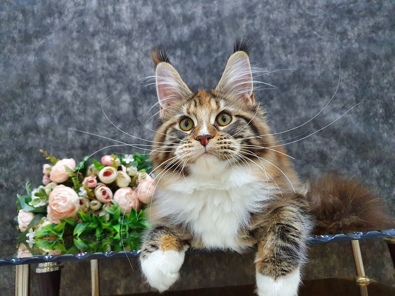 Olivia Akbars - Kitten maine-coon 5 months 2 weeks