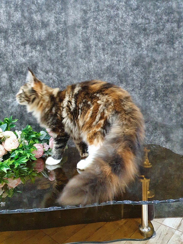 Olivia Akbars - Kitten maine-coon 5 months 2 weeks