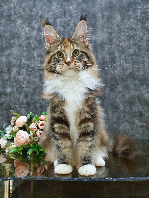 Olivia Akbars - Kitten maine-coon 5 months 2 weeks