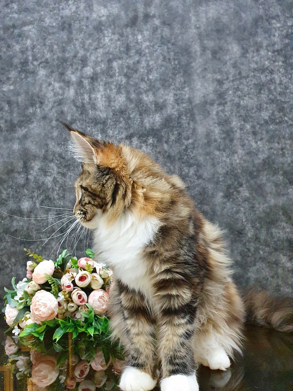 Olivia Akbars - Kitten maine-coon 5 months 2 weeks