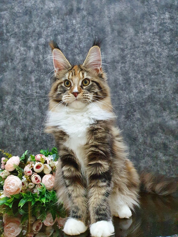 Olivia Akbars - Kitten maine-coon 5 months 2 weeks