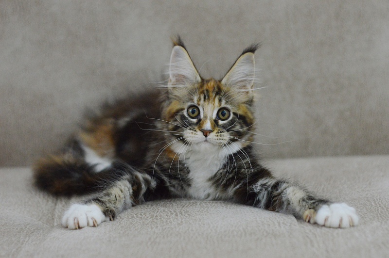 Olivia Akbars - Kitten maine-coon 2 months 3 weeks