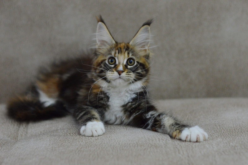 Olivia Akbars - Kitten maine-coon 2 months 3 weeks