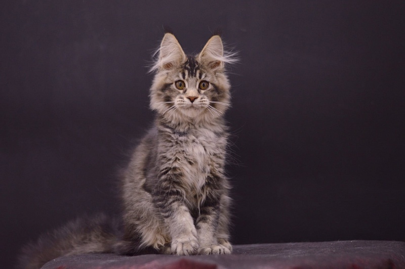 Margosha Akbars - Kitten maine-coon 3 months